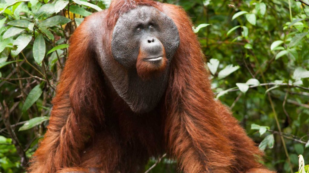 Head to Tanjung Puting National Park, jump aboard a klotok boat and cruise at a leisurely pace as you try to spot orangutans in their natural habitat. 