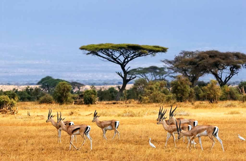 A group of gazelles and a few white birds are in a dry grassland with acacia trees and bushes in the background under a blue sky, offering a scene reminiscent of nature’s splendor among the top things to do in Banyuwangi.