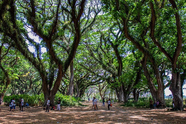A group of people walk and gather under a canopy of large, leafy trees lining a dirt path in a forested area. Some people are sitting while others are standing and walking, enjoying one of the many things to do in Banyuwangi.