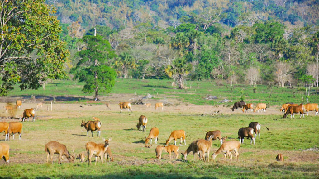 A large group of brown and tan deer graze in a lush, green meadow surrounded by trees and forested hills in the background—one of the serene things to do in Banyuwangi.