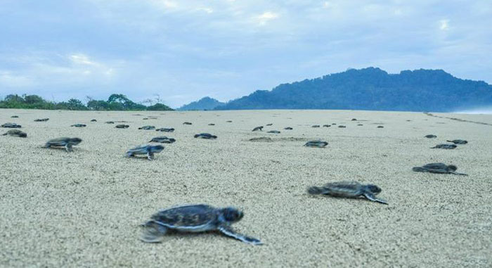 Baby sea turtles make their way across a sandy beach towards the ocean, with a distant mountain and cloudy sky in the background, showcasing one of the many captivating things to do in Banyuwangi.